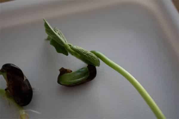 مراحل کاشت لوبیا برای مدرسه 4