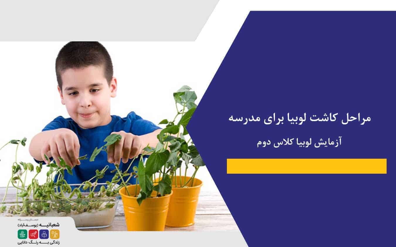 مراحل کاشت لوبیا برای مدرسه|آزمایش لوبیا کلاس دوم